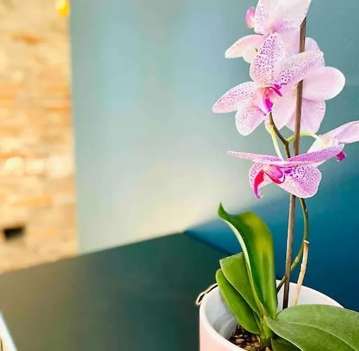 Lägenhet Mon Bout De Garonne - Toulouse